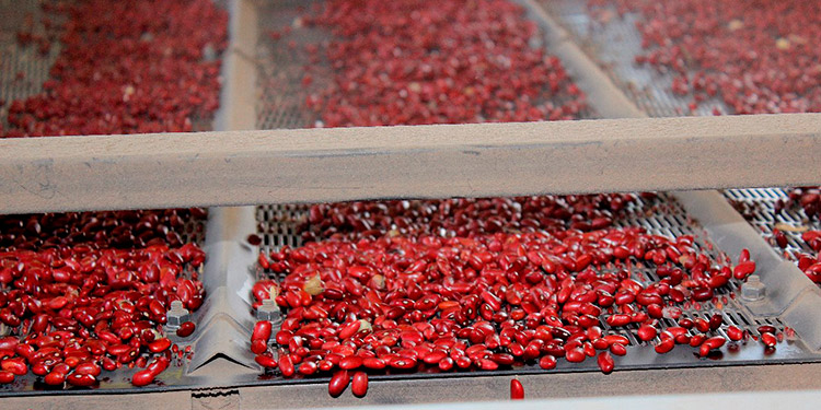 Piden a campesinos a cumplir requisitos para exportar frijol