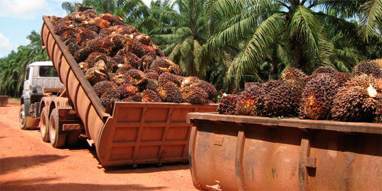 Palmeros aplauden alzas en precio de tonelada de aceite