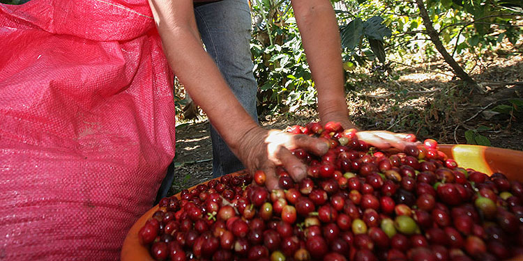 Establecen protocolos para evitar COVID-19 en fincas de café de Nicaragua