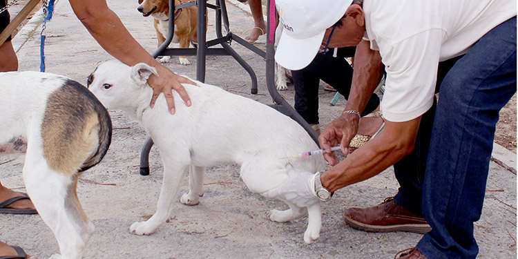 Continúa vacunación de un millón de perros