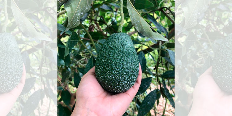 Producción de aguacate se expande a 17 departamentos