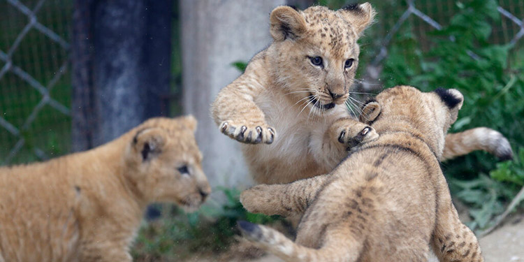Nacen 3 crías de león del Atlas en un zoo checo