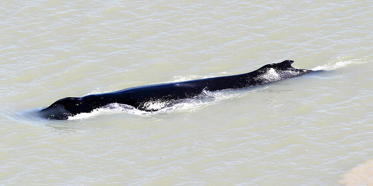 Buscan rescatar a ballena de río con cocodrilos