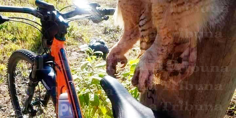Búho es ‘crucificado’ en Colón al creerlo una bruja 