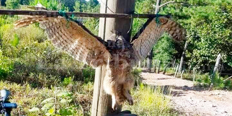 Búho es ‘crucificado’ en Colón al creerlo una bruja