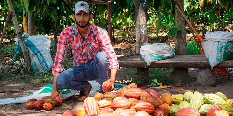 1300 toneladas se cacao se producirán al final de año