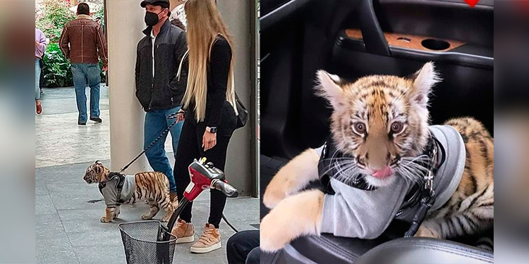 Mujer pasea cachorro de tigre y enciende las redes sociales (Video)