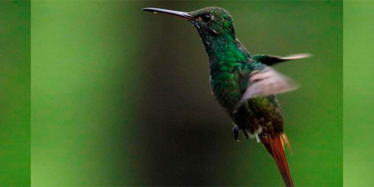 Colibríes de un parque hondureño atraen turismo afectado por la COVID-19