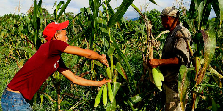 SAG: Proyectan producir 15 millones de quintales de granos