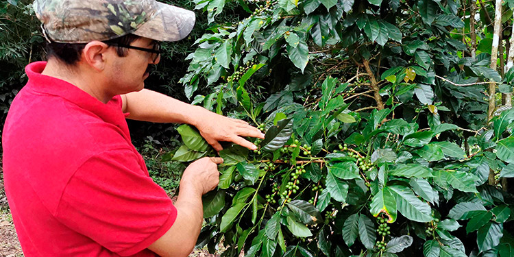 El clima y el buen trato hacen que el café de Marcala sea de los mejores de Honduras