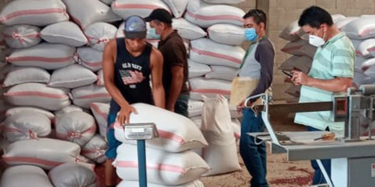 En postrera: Productores de frijol comercializan 57400 quintales al IHMA