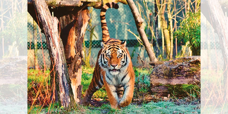 Pensaron que era un tigre suelto en la calle; todo era un terrible acto de crueldad animal