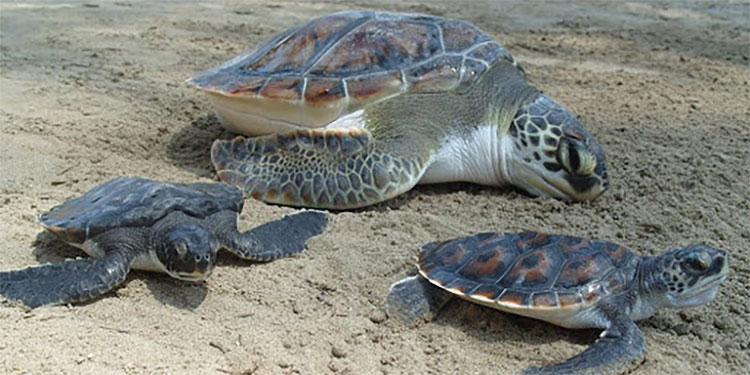 En el sur: 90,000 tortugas golfinas liberarán