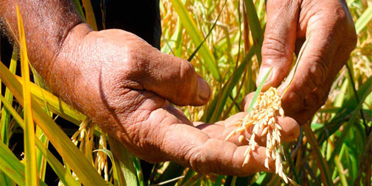 Unos 700,000 quintales de arroz en cosecha de primera producirán en Colón