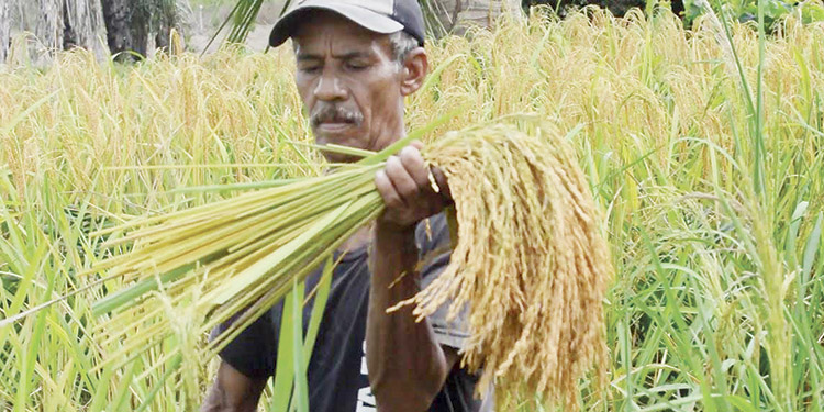 Arranca la cosecha de arroz con 1.5 millones de quintales