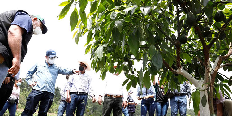 Honduras logra impresionante aumento de producción de aguacate