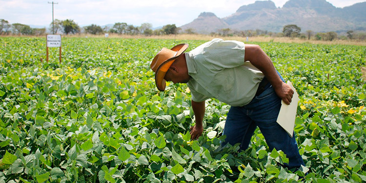Choluteca y El Paraíso encabezan entrega de bonos para producción