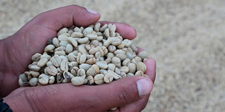 Comayagua repite como primer productor de café
