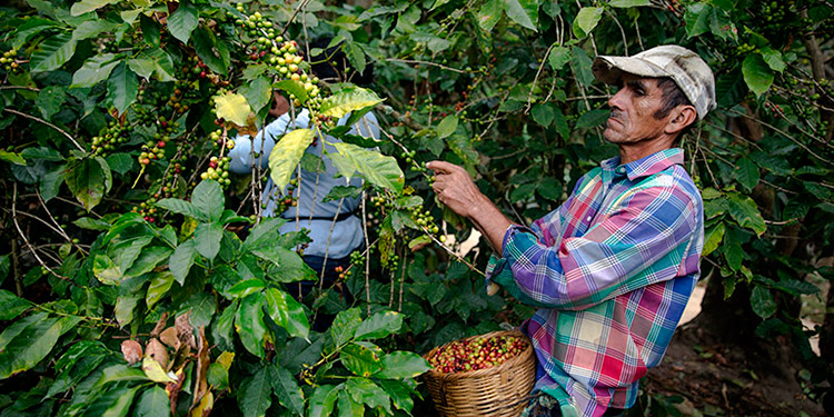 Urgen 80000 corteros de café con mascarilla