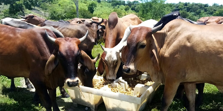 Promueven modelo de agricultura sostenible
