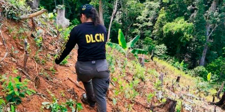 Detectan “narcovivero” en Iriona Colón