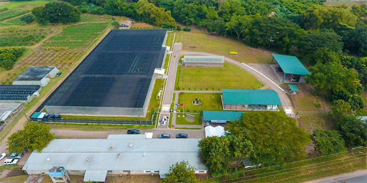 Inauguran el vivero de aguacate más grande de Honduras con apoyo de Taiwán