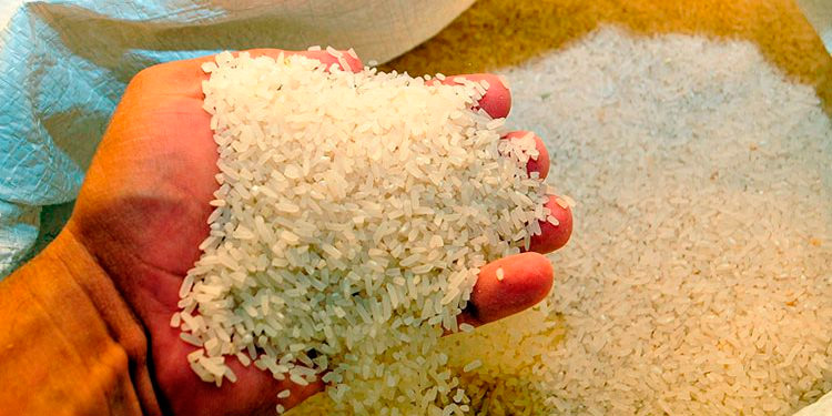 Productores tendrán problemas para vender la cosecha de arroz