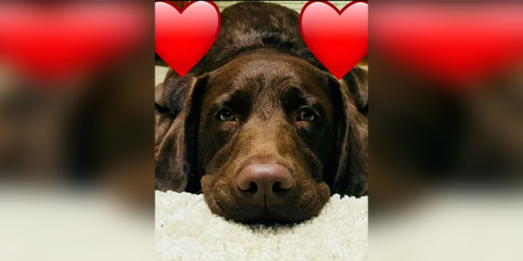 ¡Se busca a Brownie!, se extravió en Comayagüela
