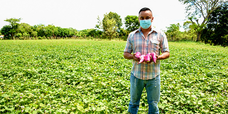 Gracias a Walmart, Juan Carlos se convierte en el productor de camote rojo más exitoso del valle de Jamastrán