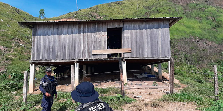 Hallan seis manzanas de cultivo de supuesta coca en Olancho