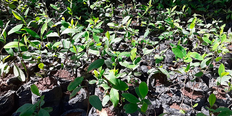 Hallan seis manzanas de cultivo de supuesta coca en Olancho (Video)