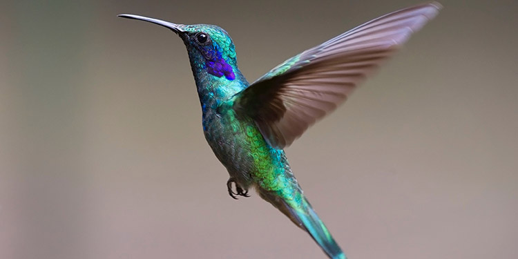 Estudio alerta de la amenaza sobre especies raras, entre ellas el colibrí hondureño