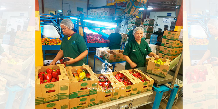 El Corredor Seco produce 25 millones de libras en vegetales y frutas a la semana