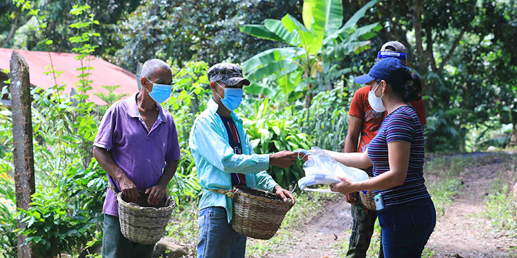 Gobernador de Comayagua: Sinager Ihcafé y alcaldías ultiman detalles para iniciar con la cosecha de café