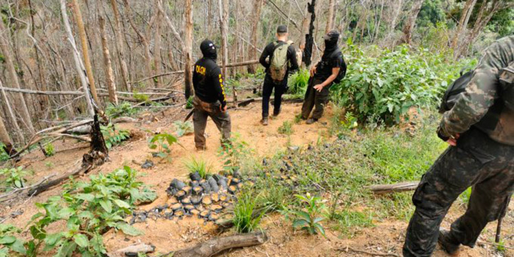 Detectan “narcovivero” en Iriona Colón