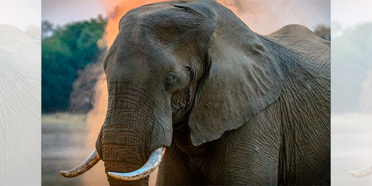 Elefante se reencuentra con su cuidador y la reacción que tiene es asombrosa
