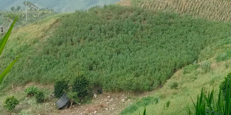 Destruyen extensa plantación de supuesta marihuana en Tocoa
