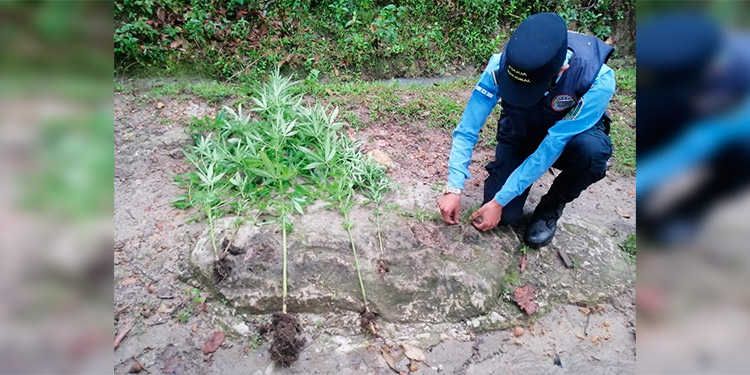 Hombre cae con plantación de supuesta marihuana en Ojojona