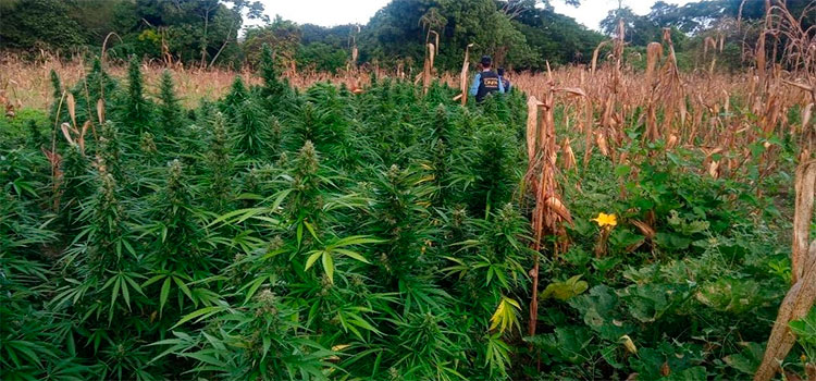 Policía Nacional ubica y decomisa vivero de cannabis en El Porvenir