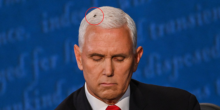 Una mosca en la cabeza de Pence durante debate en EEUU deleita a los internautas
