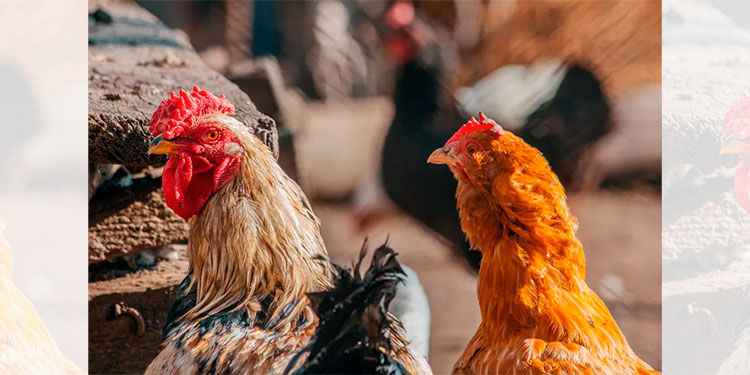 Hombre es sentenciado a 3 años en prisión por tener sexo con gallinas