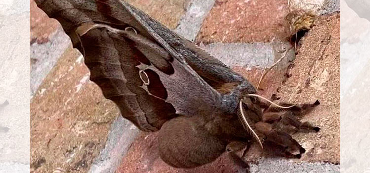 ¿Qué se sabe de las "tarántulas con alas" que causan terror en EEUU y México?