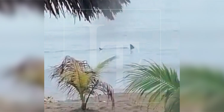 Captan a un tiburón merodeando las playas de La Ceiba