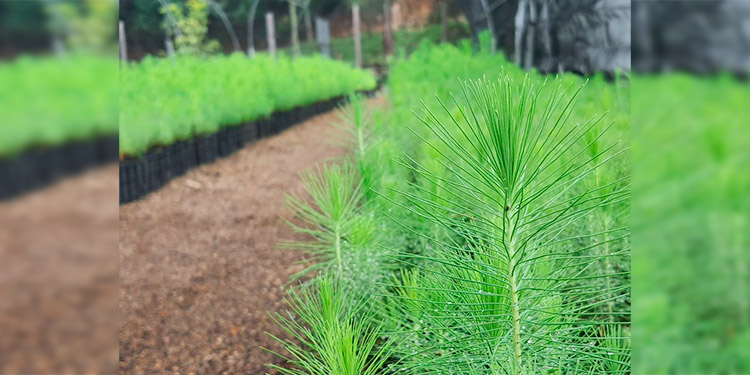ICF conserva 12 millones de plantas en más de 130 viveros