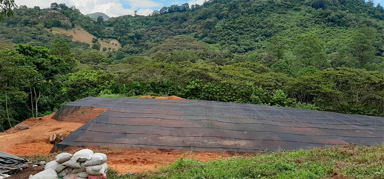 La SAG impulsa cultivo de 280 manzanas de aguacate Hass y Antillano