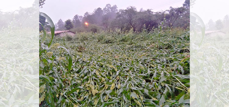 80% de la cosecha agroalimentaria fue afectadas por Eta e Iota
