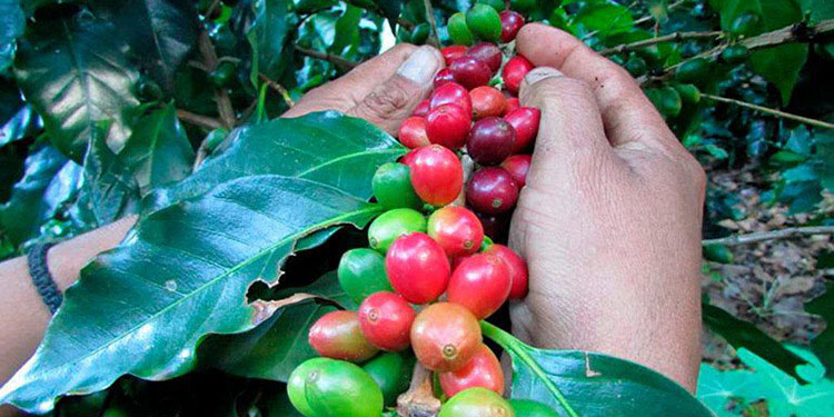 Eta afectó a más del 90% de familias productoras de café