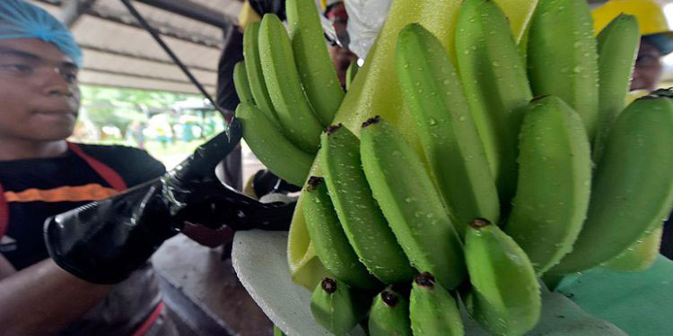 Buen año en exportaciones de banano, legumbres y hortalizas