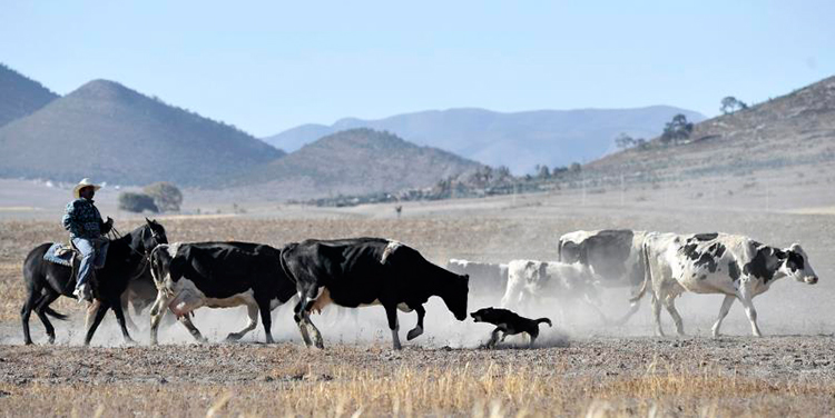 México y EE.UU. establecen plan para erradicar la garrapata en la frontera