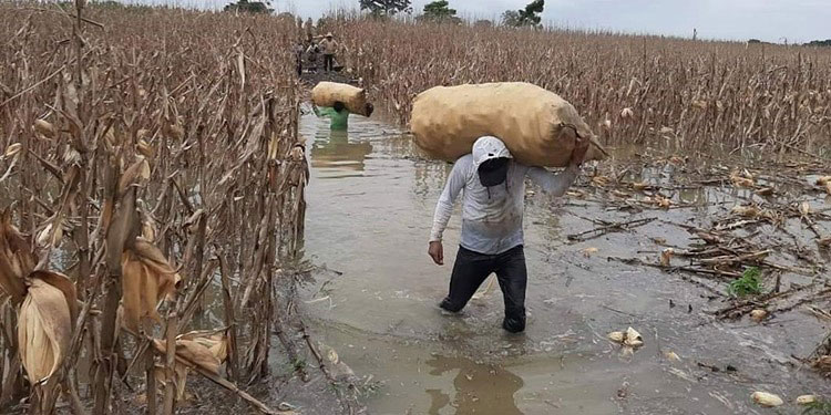 Eta arrasa con granos básicos y legumbres